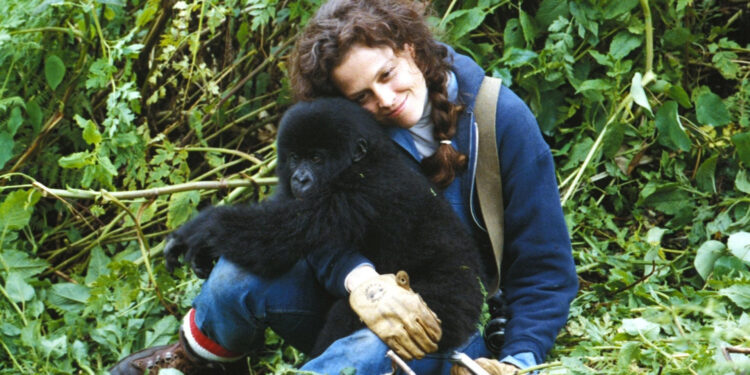 Gorillas in the Mist