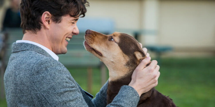 A Dog’s Way Home