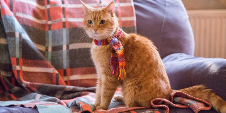 A Street Cat Named Bob