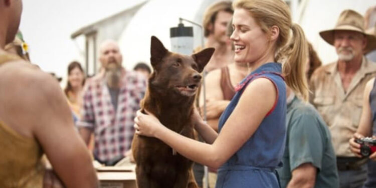 Red Dog