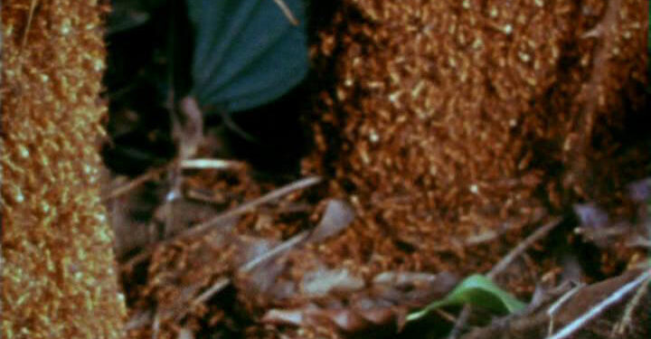 Ants