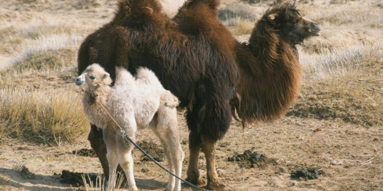 The Story of the Weeping Camel
