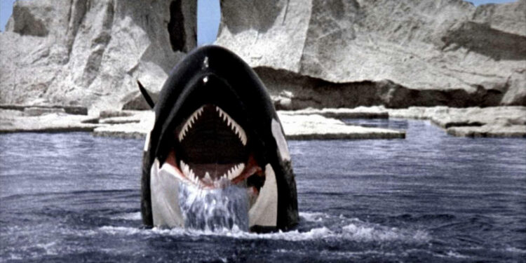 Orca
