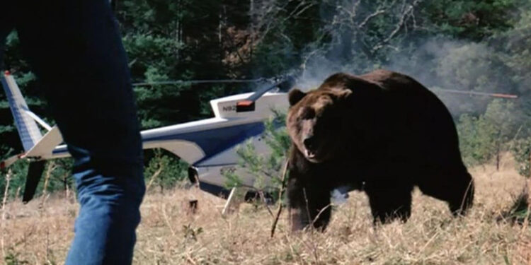 Grizzly