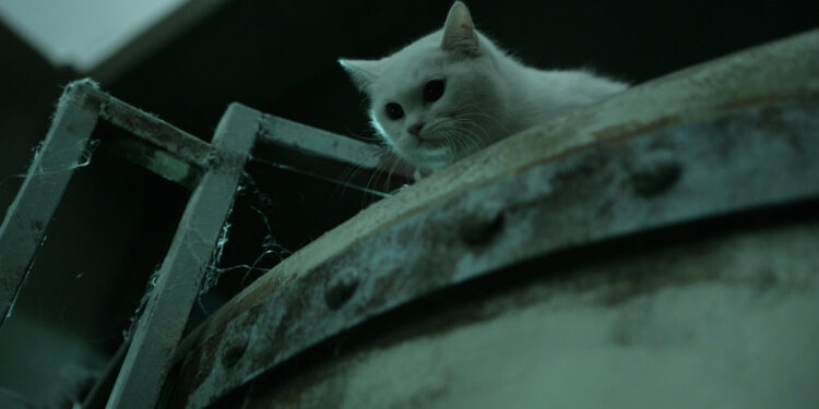 The Cat