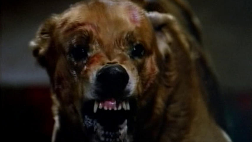 Top Animals Attack Films You Haven’t Seen
