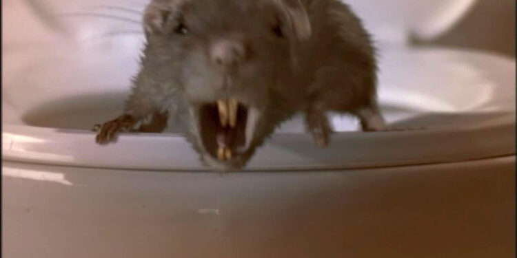 The Rats