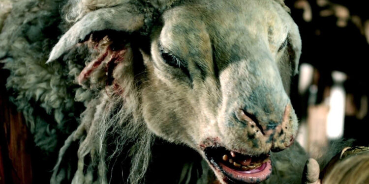Black Sheep