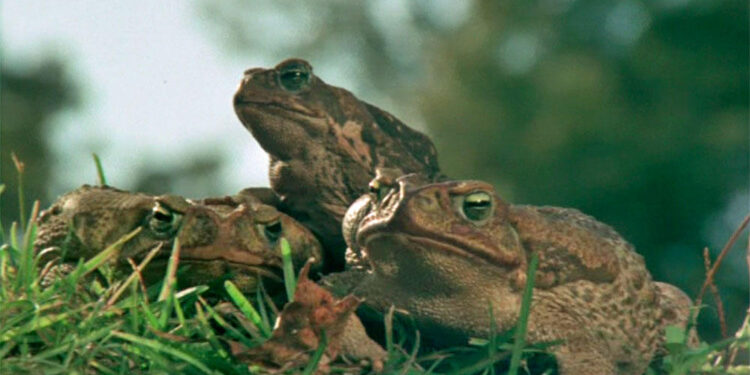 Frogs