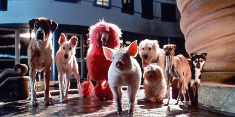 Babe: Pig in the City