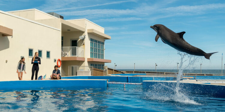 Bernie the Dolphin