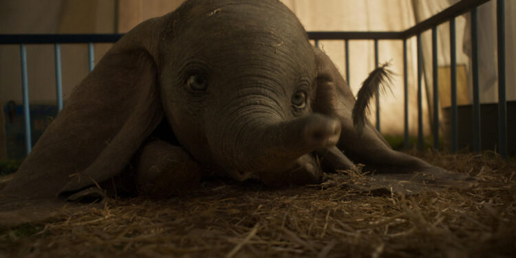 Dumbo
