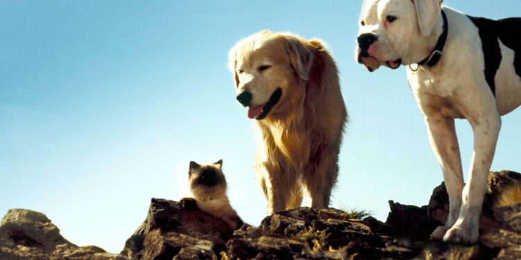 Homeward Bound: The Incredible Journey