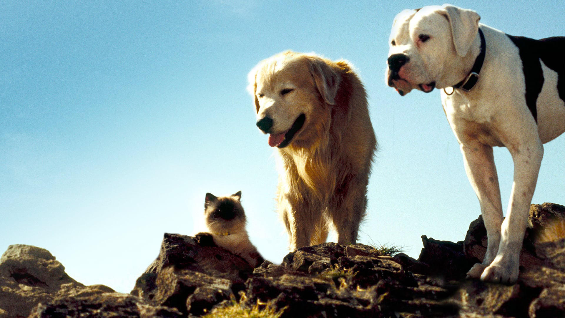 Top Family Films With Animals You Haven’t Seen