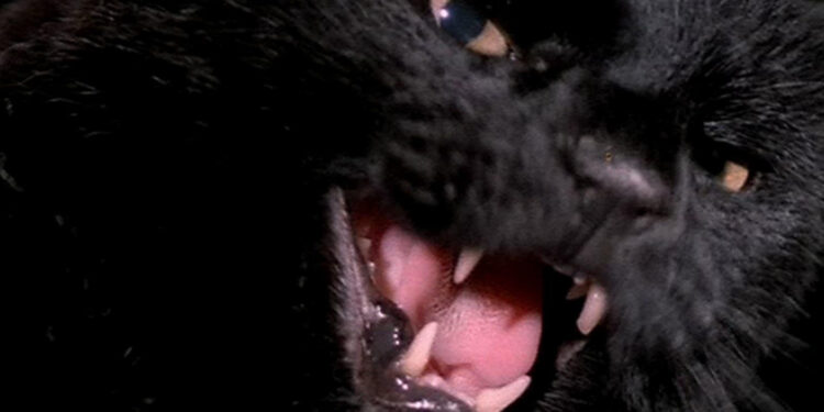 The Black Cat