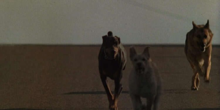 Dogs