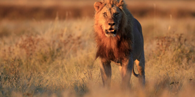 Prey