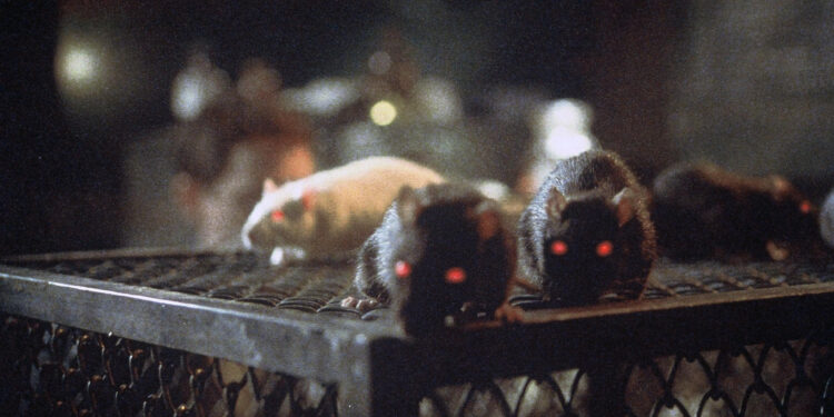 Rats: Night of Terror