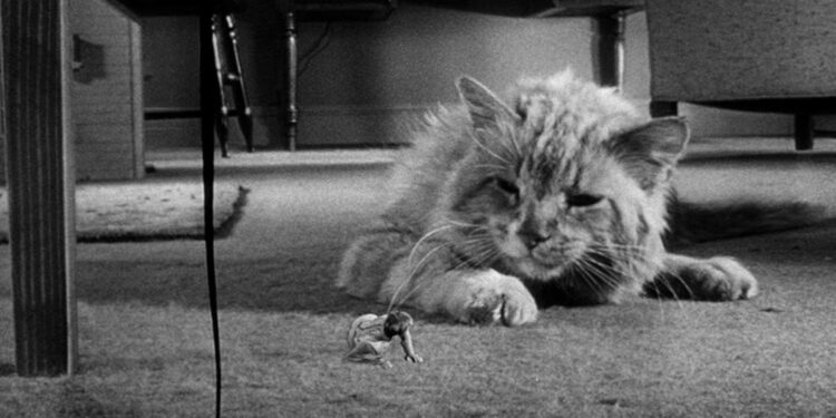 The Incredible Shrinking Man