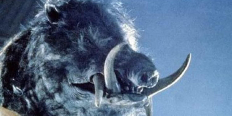 Razorback