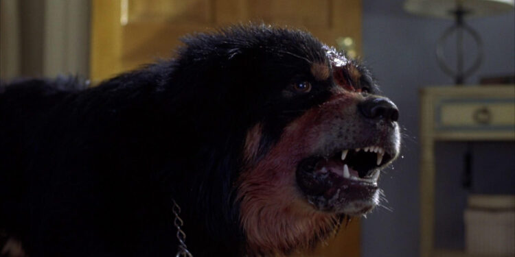 Man’s Best Friend