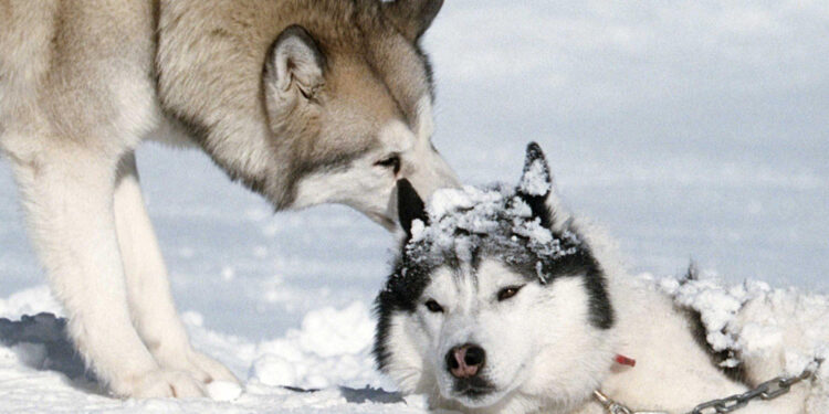 Eight Below