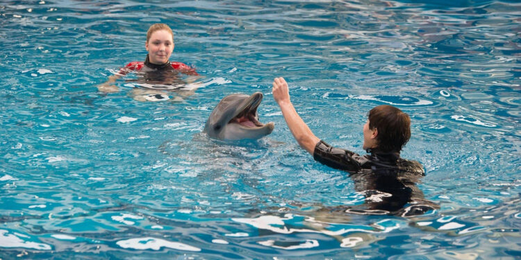 Dolphin Tale 2