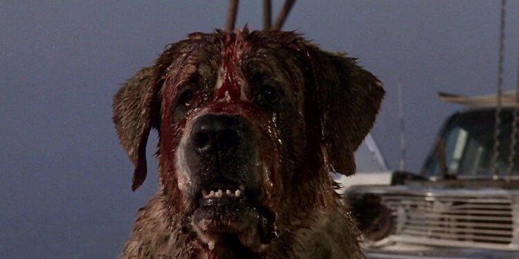 Cujo