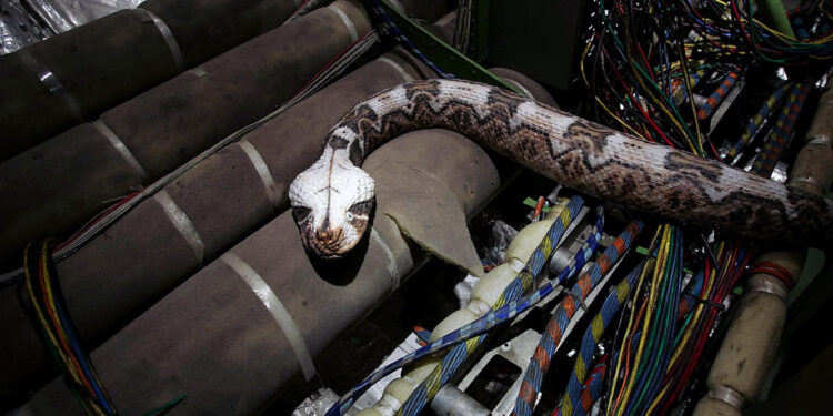 Snakes on a Plane