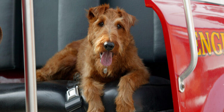 Firehouse Dog