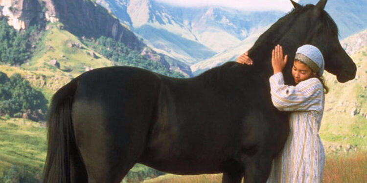 The Young Black Stallion