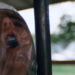 Death Race