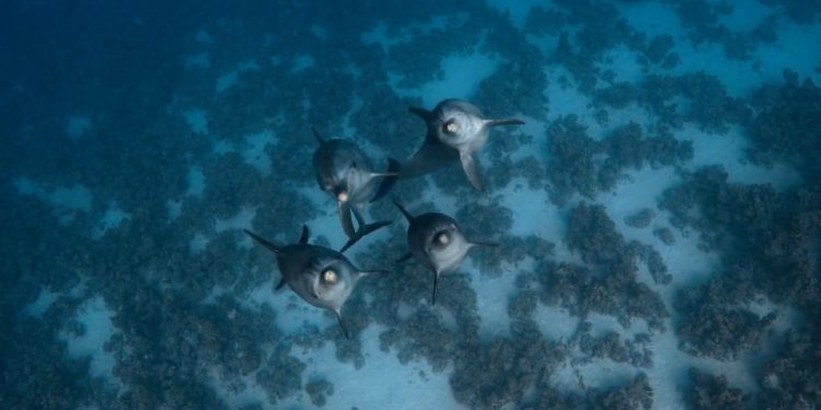 Dolphin Reef
