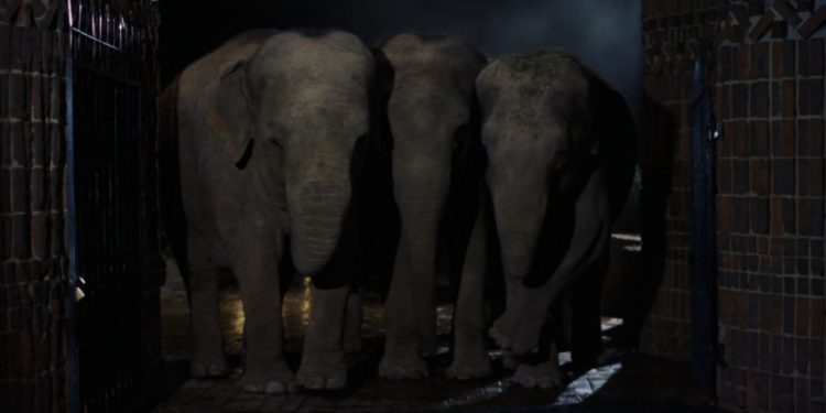Wild Beasts