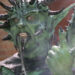 The Toxic Avenger Part III: The Last Temptation of Toxie