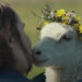 Lamb