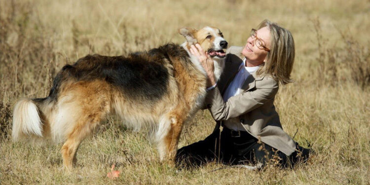 Darling Companion