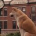 Top Family Films With Animals You Haven’t Seen