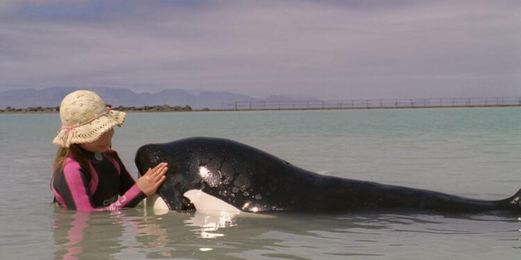 Free Willy: Escape from Pirate’s Cove