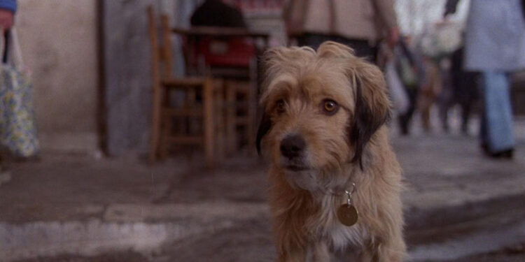 For the Love of Benji
