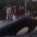 Free Willy 3: The Rescue