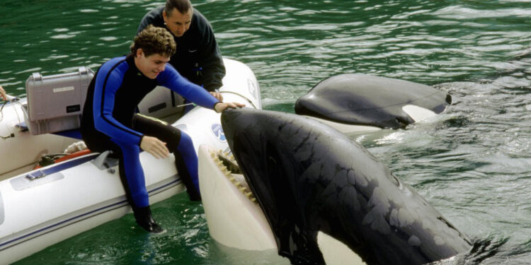 Free Willy 3: The Rescue