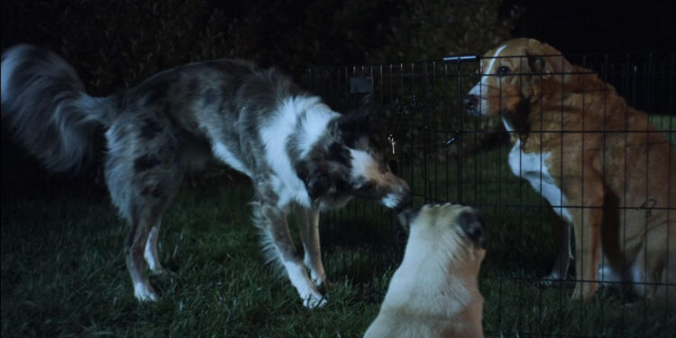 Junkyard Dogs