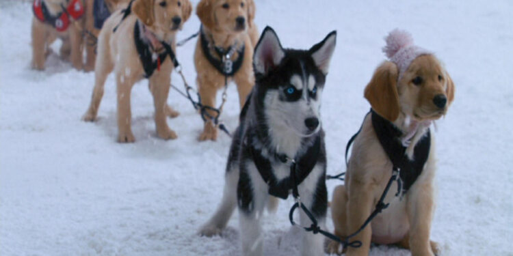Snow Buddies