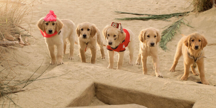 Treasure Buddies