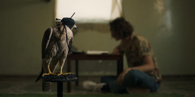 The Falconer