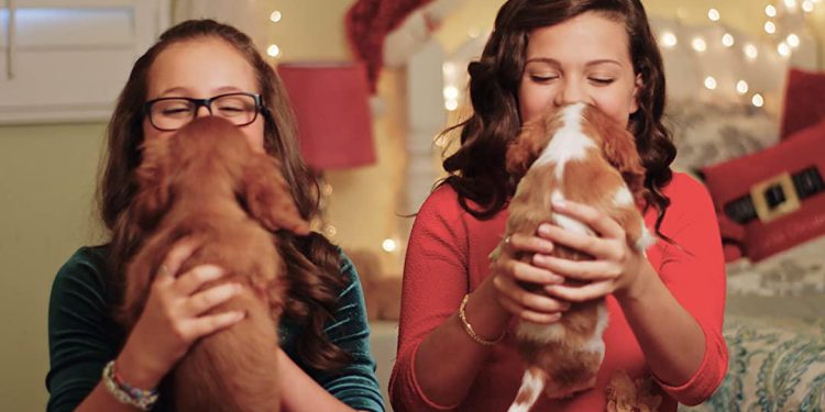 Project: Puppies for Christmas