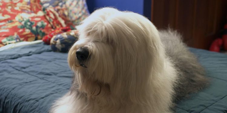 Abner, the Invisible Dog