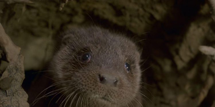 Tarka the Otter