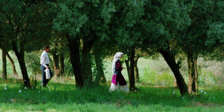 Through the Olive Trees